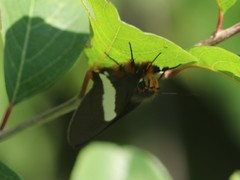 Coeliades forestan forestan