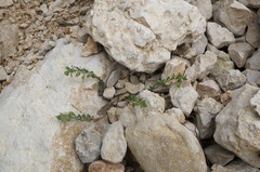 Andrachne telephioides