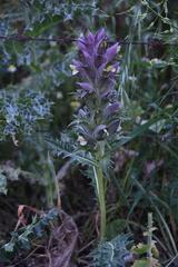 Acanthus syriacus