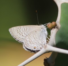 Anthene livida livida