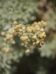 Artemisia thuscula