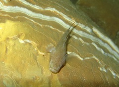 Eleotris fusca