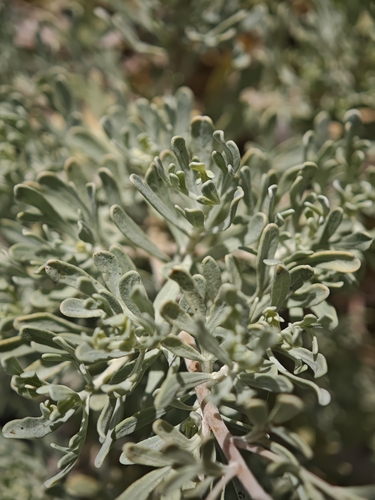 Artemisia thuscula, photograph 2