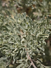 Artemisia thuscula, photograph (c) Daniel Heras González, some rights reserved (CC BY)