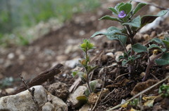 Veronica verna