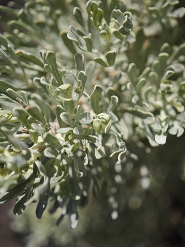 Artemisia thuscula, photograph 3