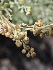 Artemisia thuscula, photograph (c) Daniel Heras González, some rights reserved (CC BY)