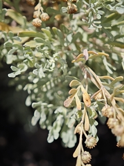 Artemisia thuscula, photograph (c) Daniel Heras González, some rights reserved (CC BY)