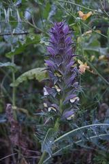 Acanthus syriacus