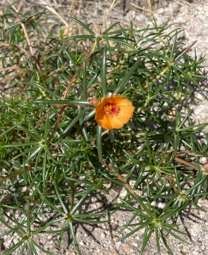 shrubby purslane