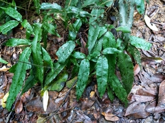 Grypothrix triphylla