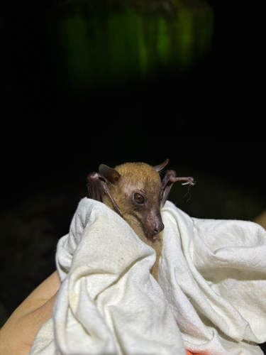 Syconycteris carolinae