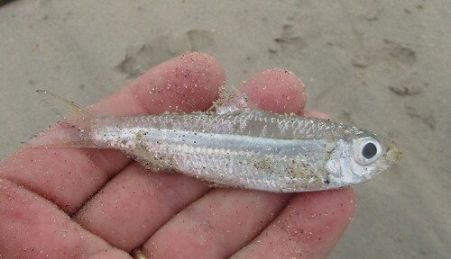 Atlantic piquitinga (Lile piquitinga) — Clupeidae — 4
