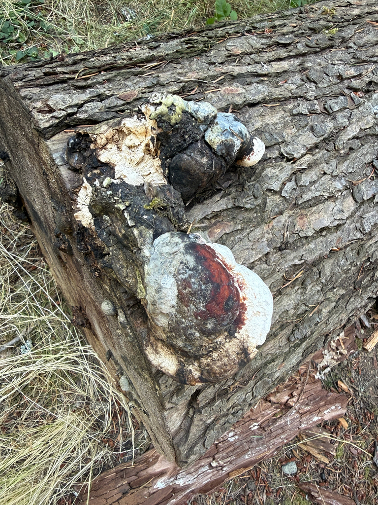 Northern Red Belt · July 2026 · photo: Photo: (c) Kaylee Martig, some rights reserved (CC BY) · iNaturalist