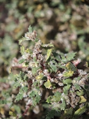 Forsskaolea angustifolia