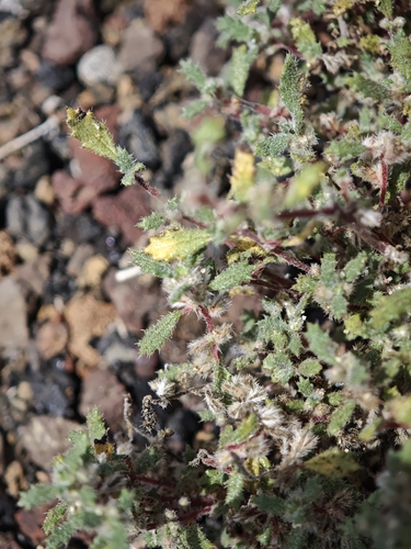 Forsskaolea angustifolia, photograph 2