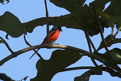 Pericrocotus ethologus