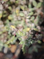 Forsskaolea angustifolia, photograph (c) Daniel Heras González, some rights reserved (CC BY)