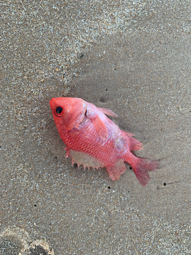 Red Roman (Corniger spinosus) — Holocentridae — 4