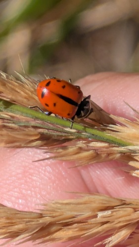 Sinuate Lady Beetle photo 4