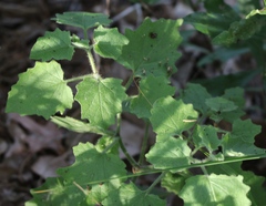Physalis heterophylla