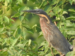 Ixobrychus flavicollis