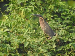 Ixobrychus flavicollis