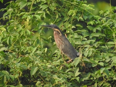 Ixobrychus flavicollis