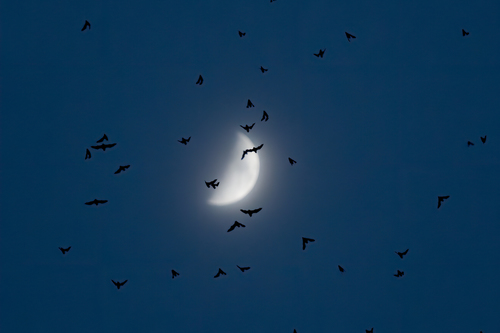 Mexican Free-tailed Bat photographed in California