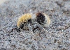 Sphaeropthalma marpesia