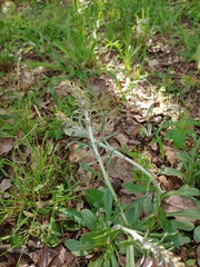 Gamochaeta chionesthes