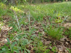 Gamochaeta chionesthes