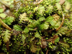 Leptinella tenella