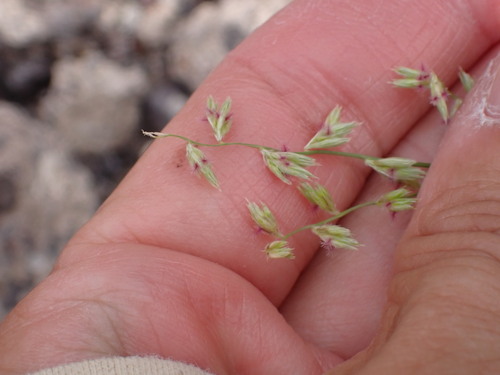 Bouteloua erecta, 2026-07-17