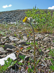 Tephroseris yukonensis
