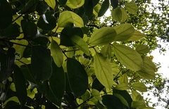 Cryptocarya chinensis