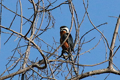 Microhierax caerulescens