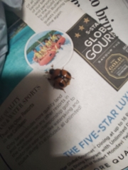 Bolbocerosoma confusum