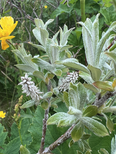 Salix candida, photograph 4