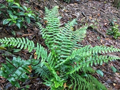 Microlepia hookeriana