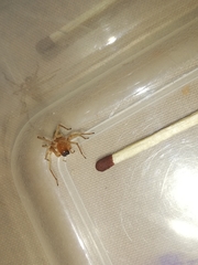 Cheiracanthium furculatum