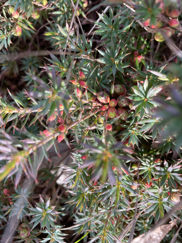 Cranberry Heath