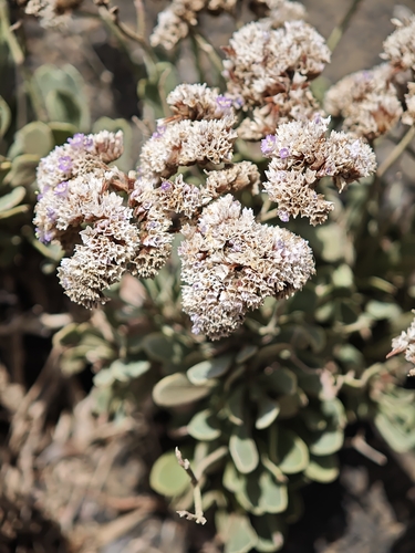 Limonium pectinatum, photograph 6