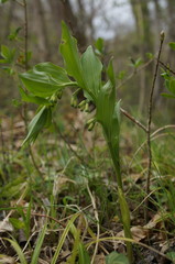 Polygonatum latifolium