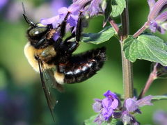 Xylocopa virginica