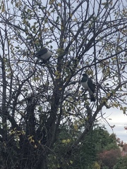 Hemiphaga novaeseelandiae novaeseelandiae