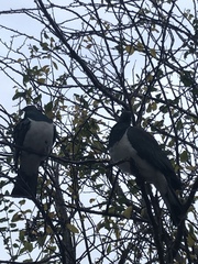 Hemiphaga novaeseelandiae novaeseelandiae