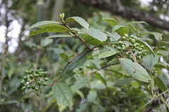 Viburnum undulatum