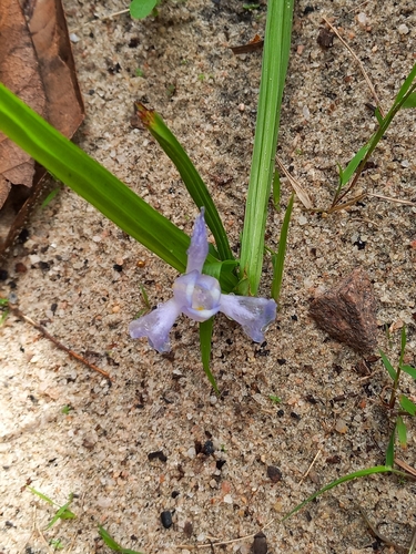 Cipura paludosa