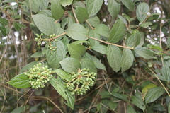 Viburnum undulatum